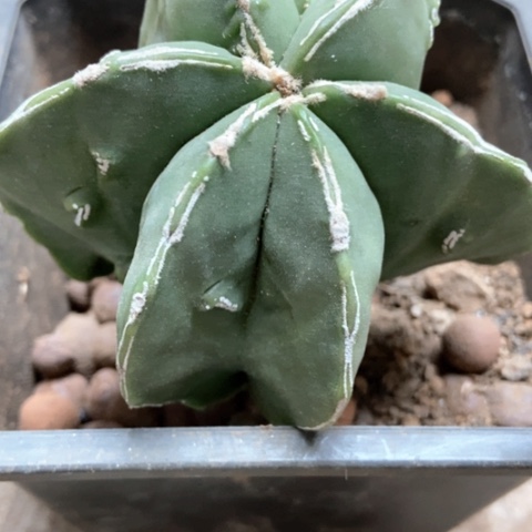 核桃五角仙人球18米仙人球