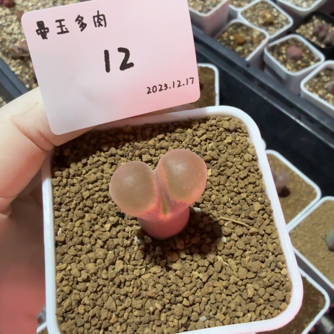 吧****多肉多肉多肉12.17-012