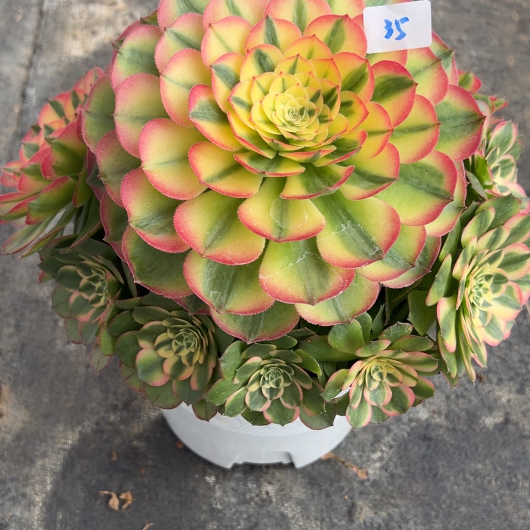 35海仙多肉嘻嘻嘻