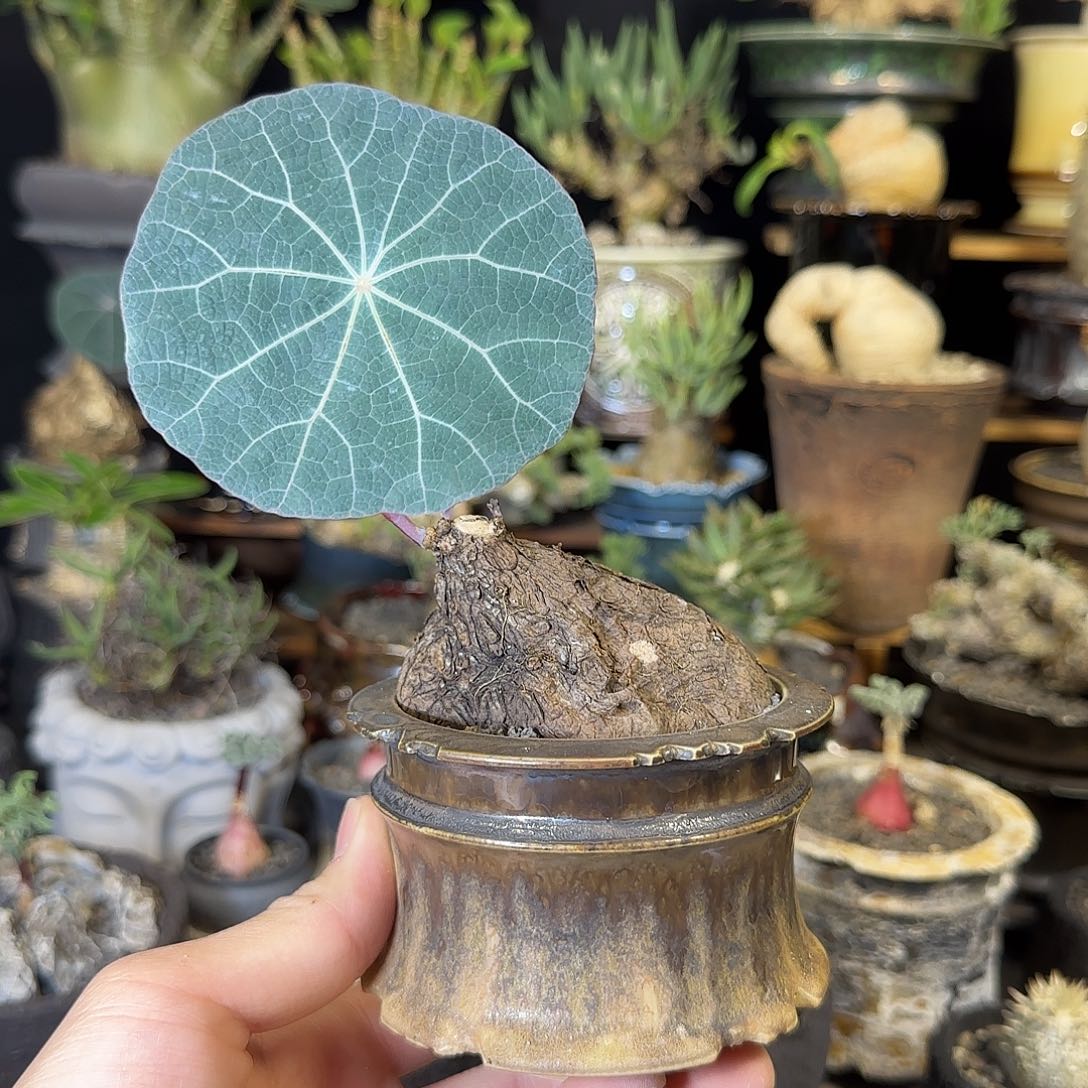 一物一拍老家一叶龟390