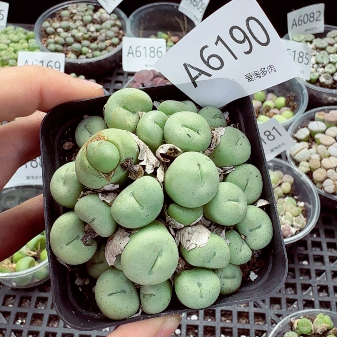 6190–生石花 生石花