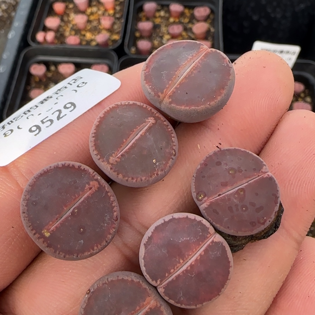 9529。默认脱土。18包邮。偏远88包邮