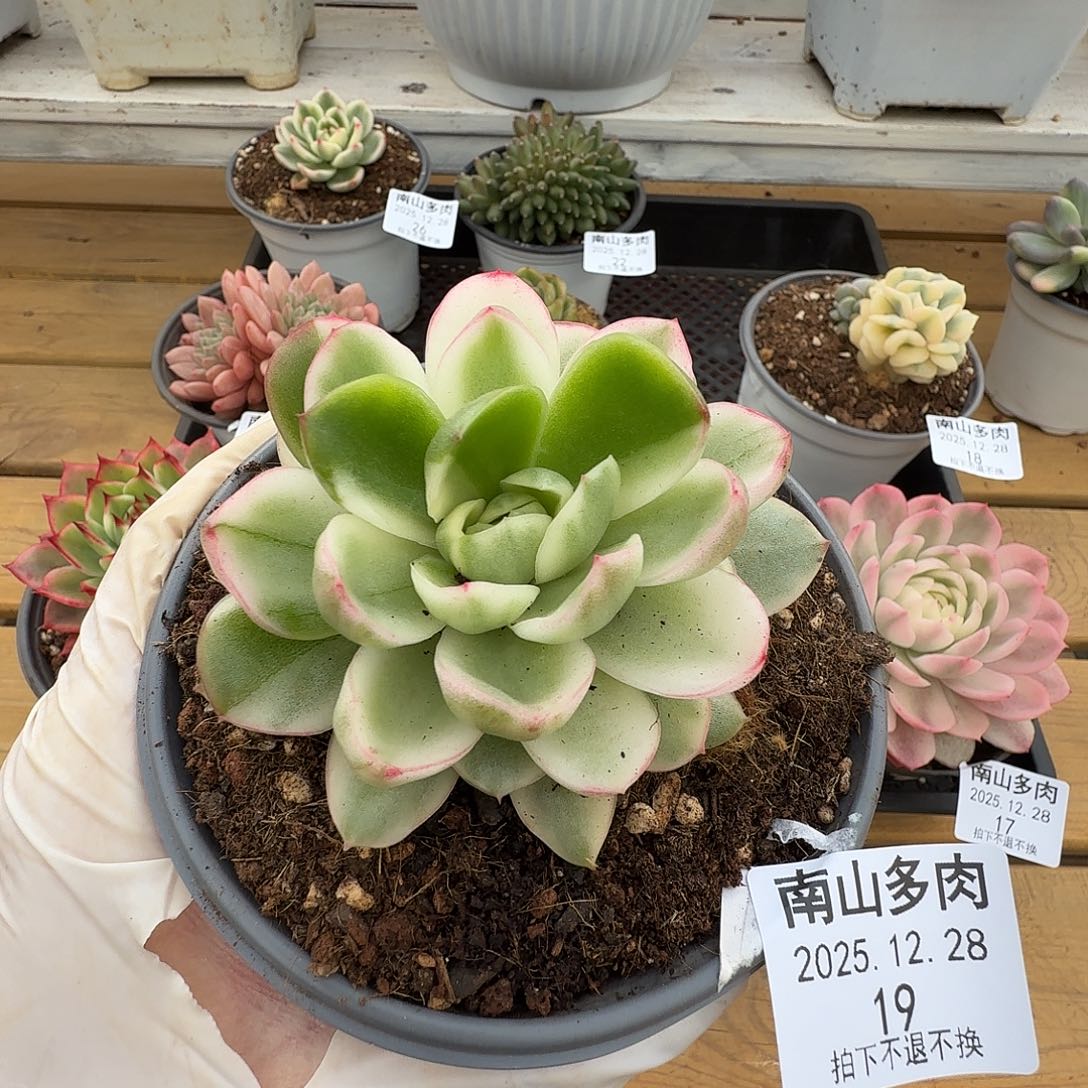 冬云锦11122828-19