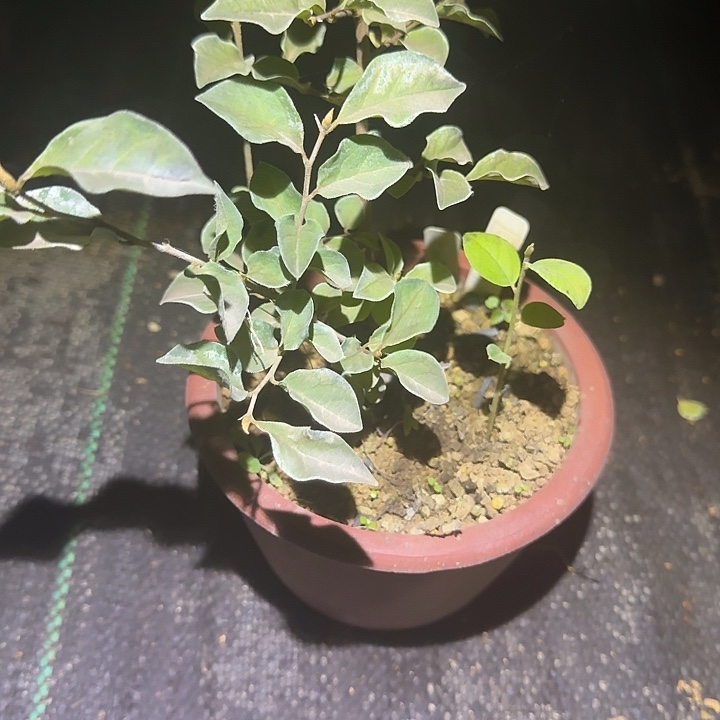 天***@无花朵老鸦柿原生黑凤