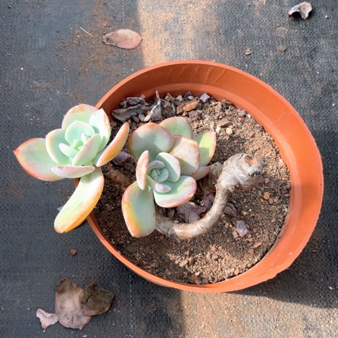 【闪购商品】无花朵红**叶