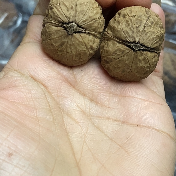 文玩核桃把件云南铁核桃基地7