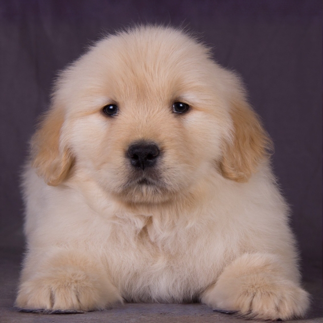 胖胖-金毛幼犬活体狗狗