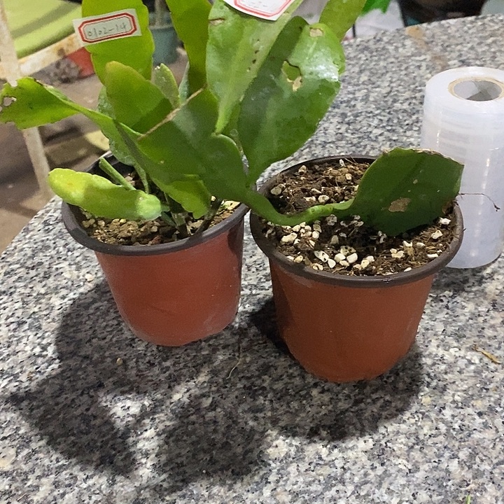 风***由完美主义者勿拍昙花一大一小010214