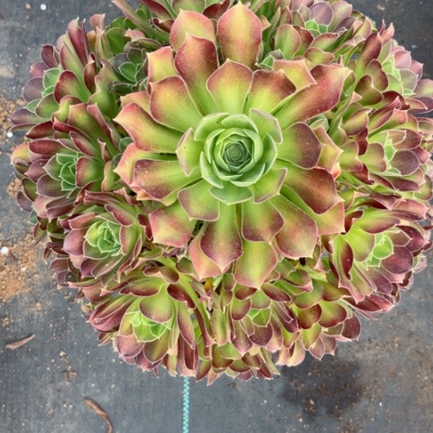 多肉植物韶华中班锦