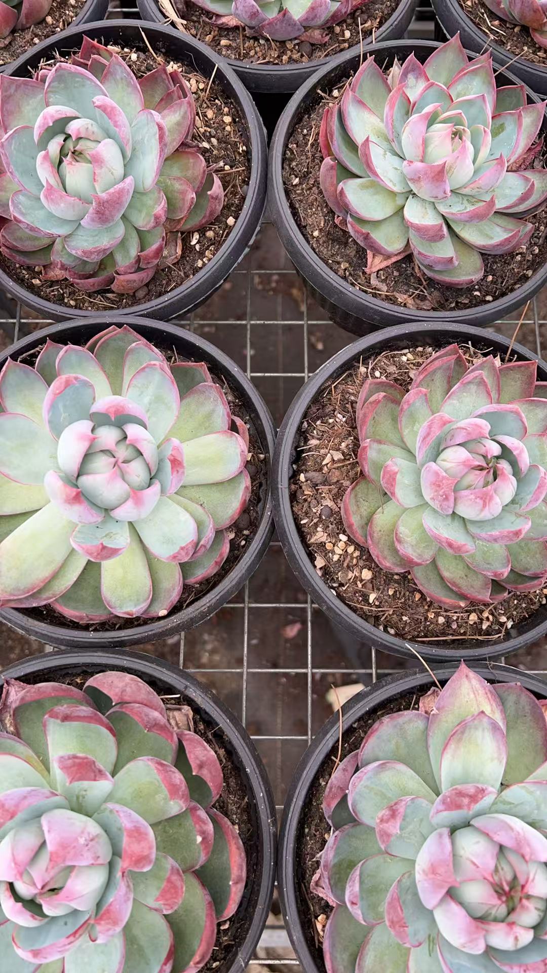 大盆控养惊鸿仙子  多肉绿植