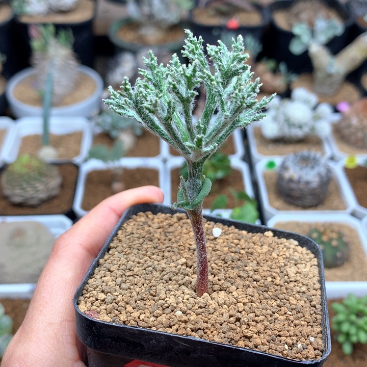 将军幡雾冰玉带盆多肉