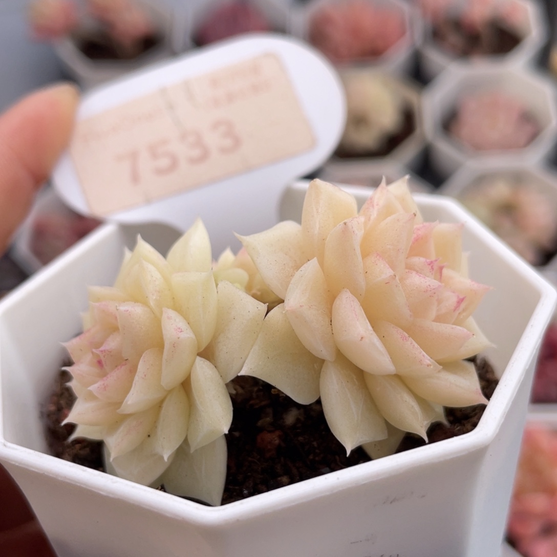 白天鹅7533-5.0厘米