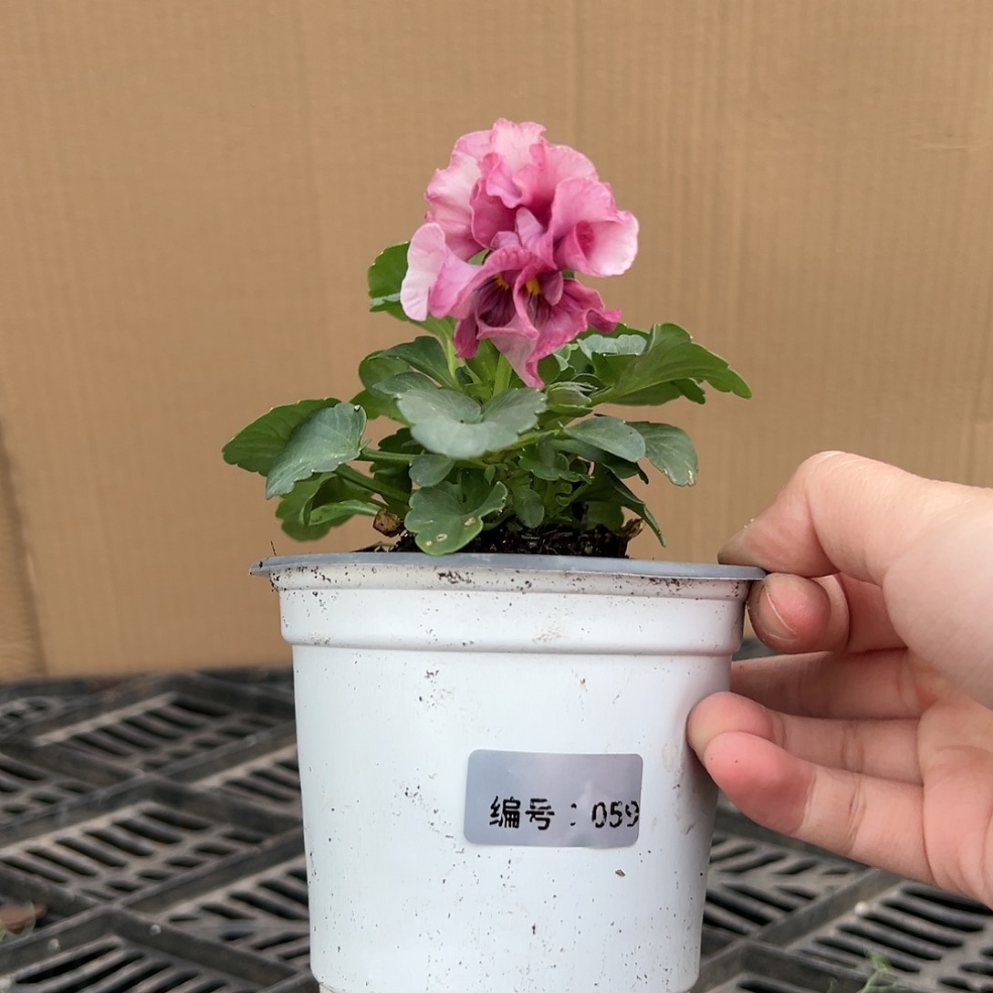 【闪购商品】完全开放059号
