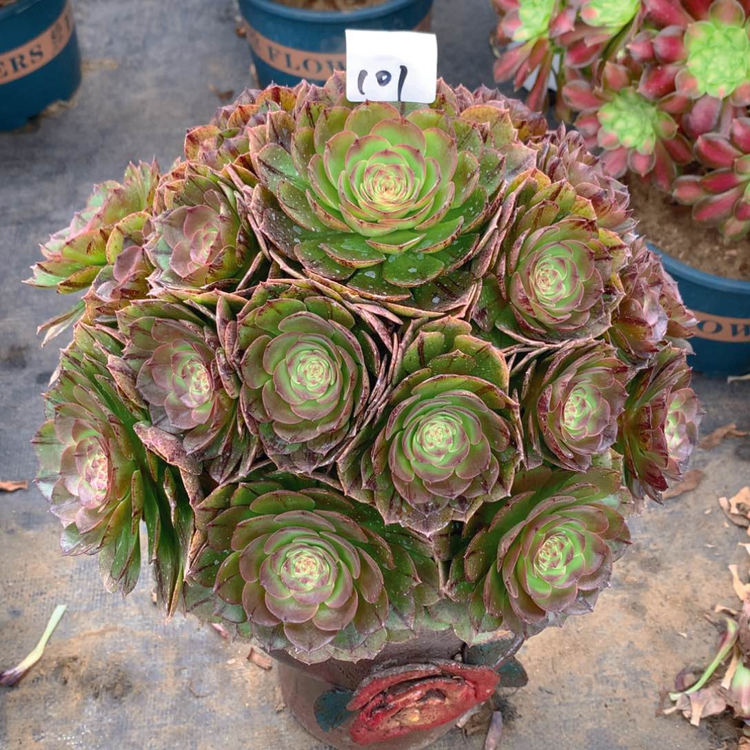 101万拉丝精品法师多肉