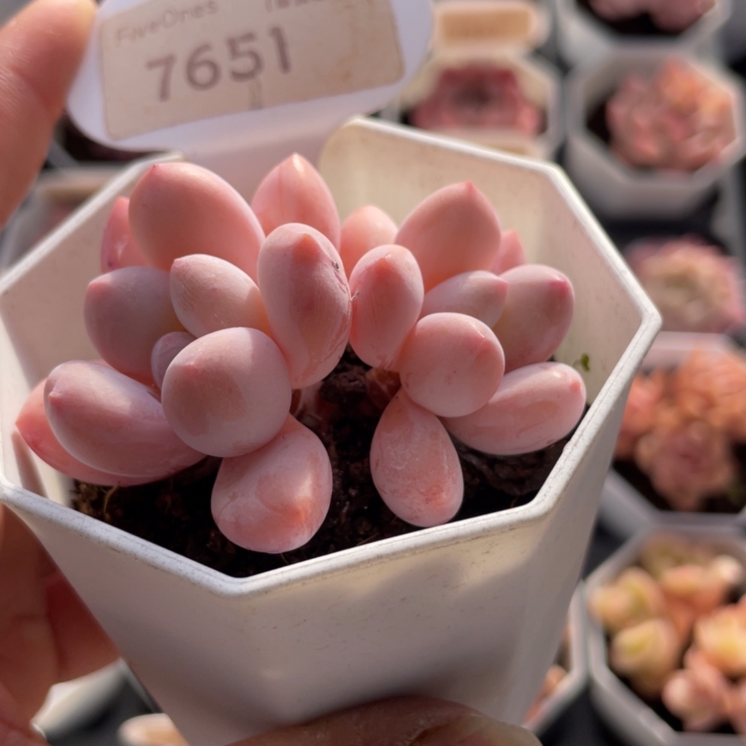 香水7651-6.0厘米