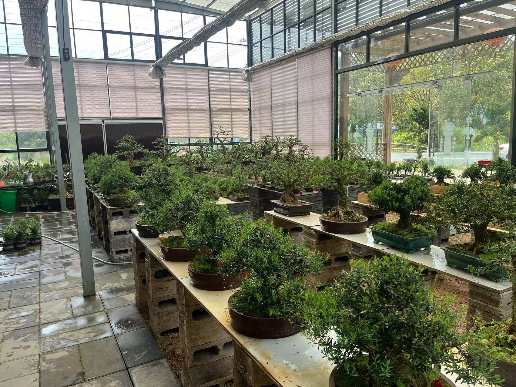 雀舌黄杨直播间一物一拍