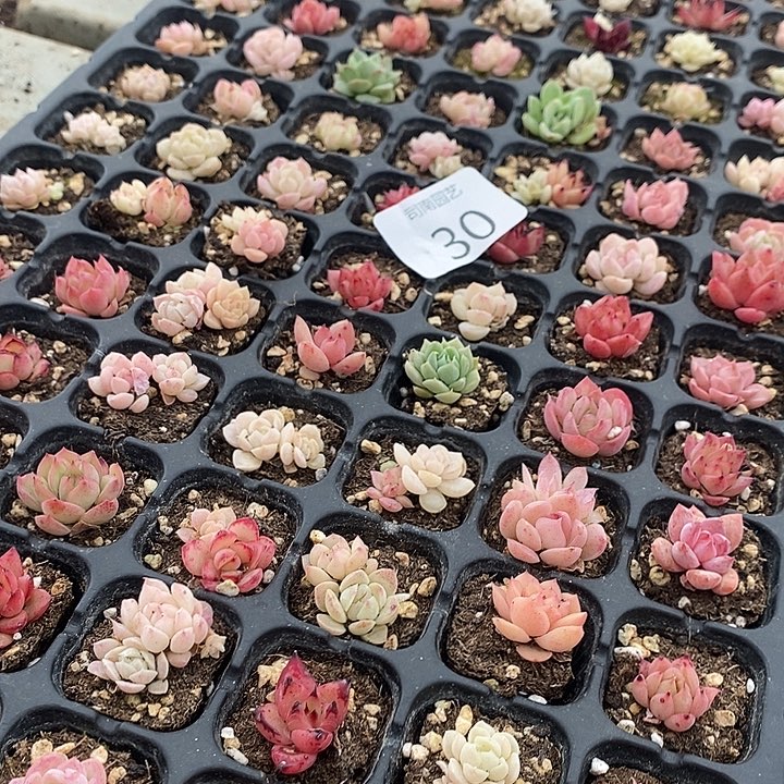 30 多肉植物盆栽花卉