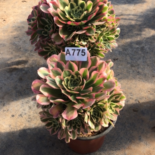 法师多肉植物夏*法师775
