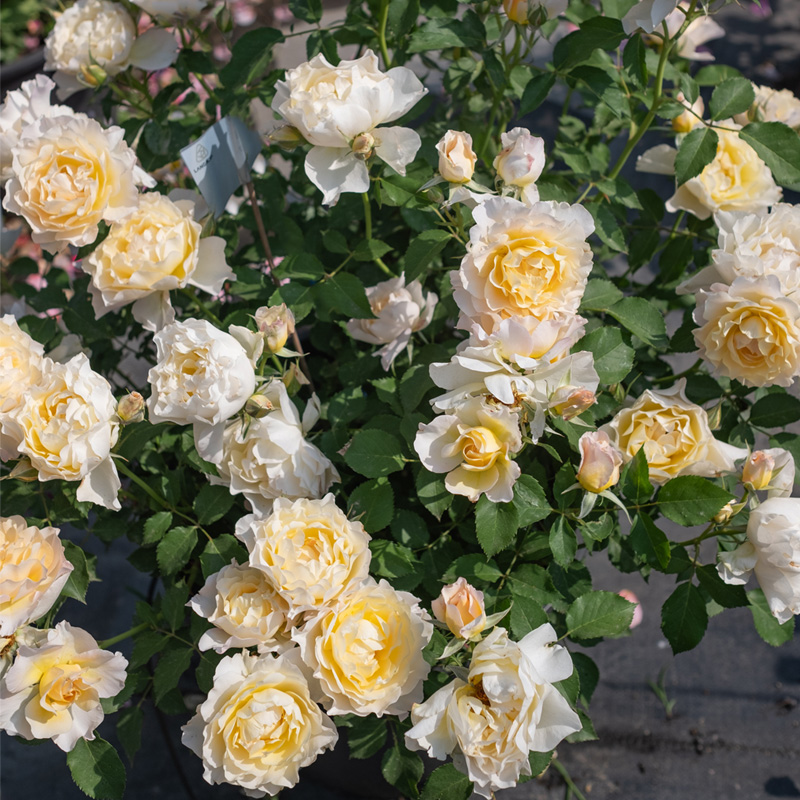 【双12】天狼月季 霜晓 自育灌木多季节开丰花月季阳台庭院