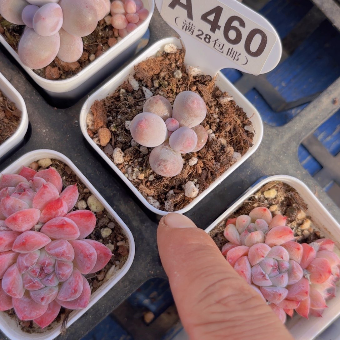 A460Mike奶一物一拍