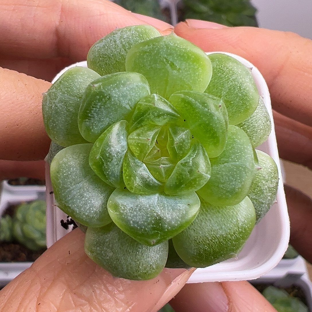 开播福利。遥遥定繁。     