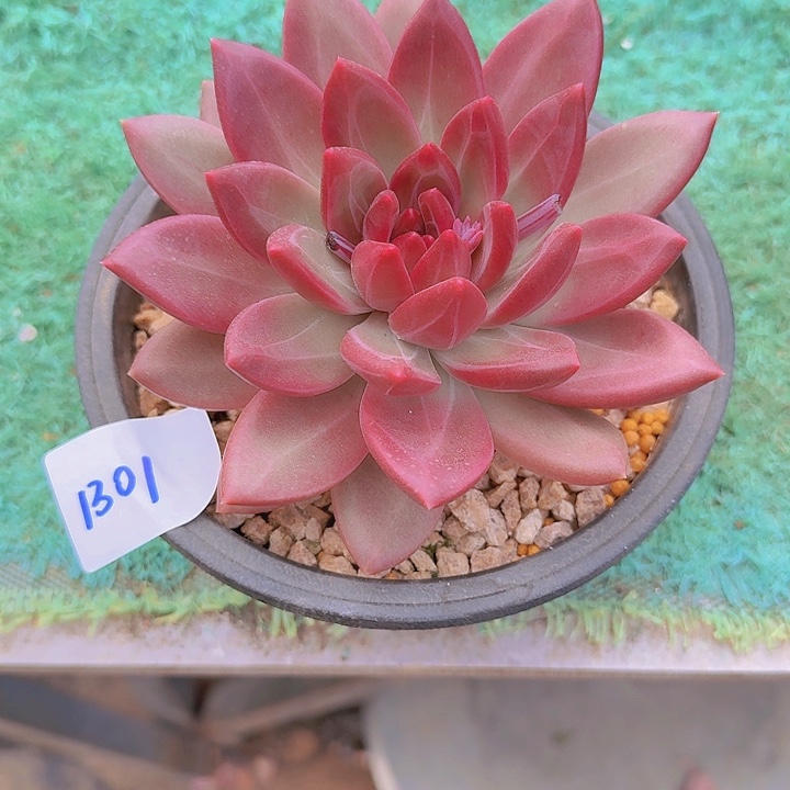 1301迷雾泡泡多肉植物