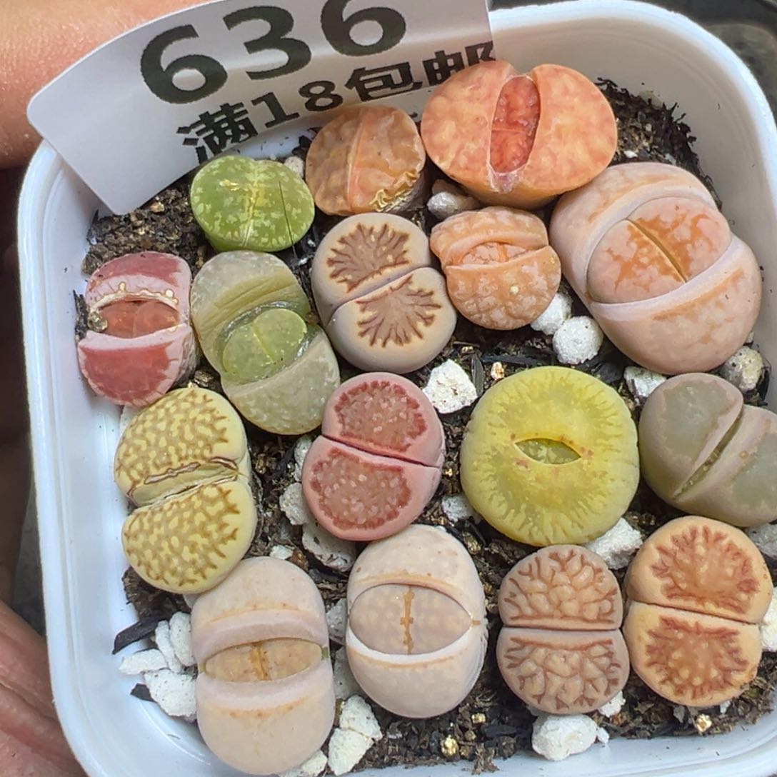 【闪购商品】 636。