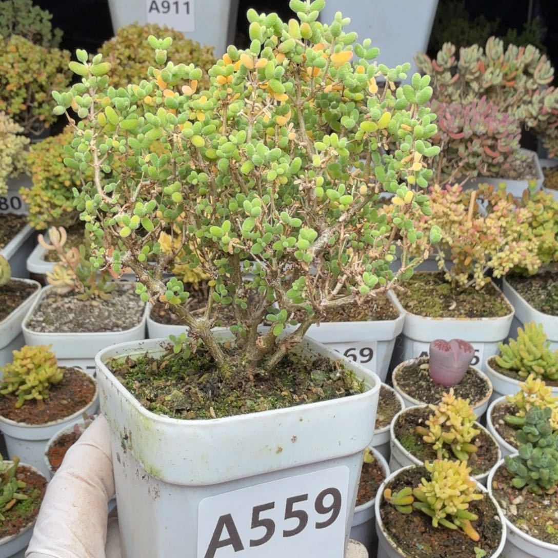 ****困A559米粒老桩整点福利