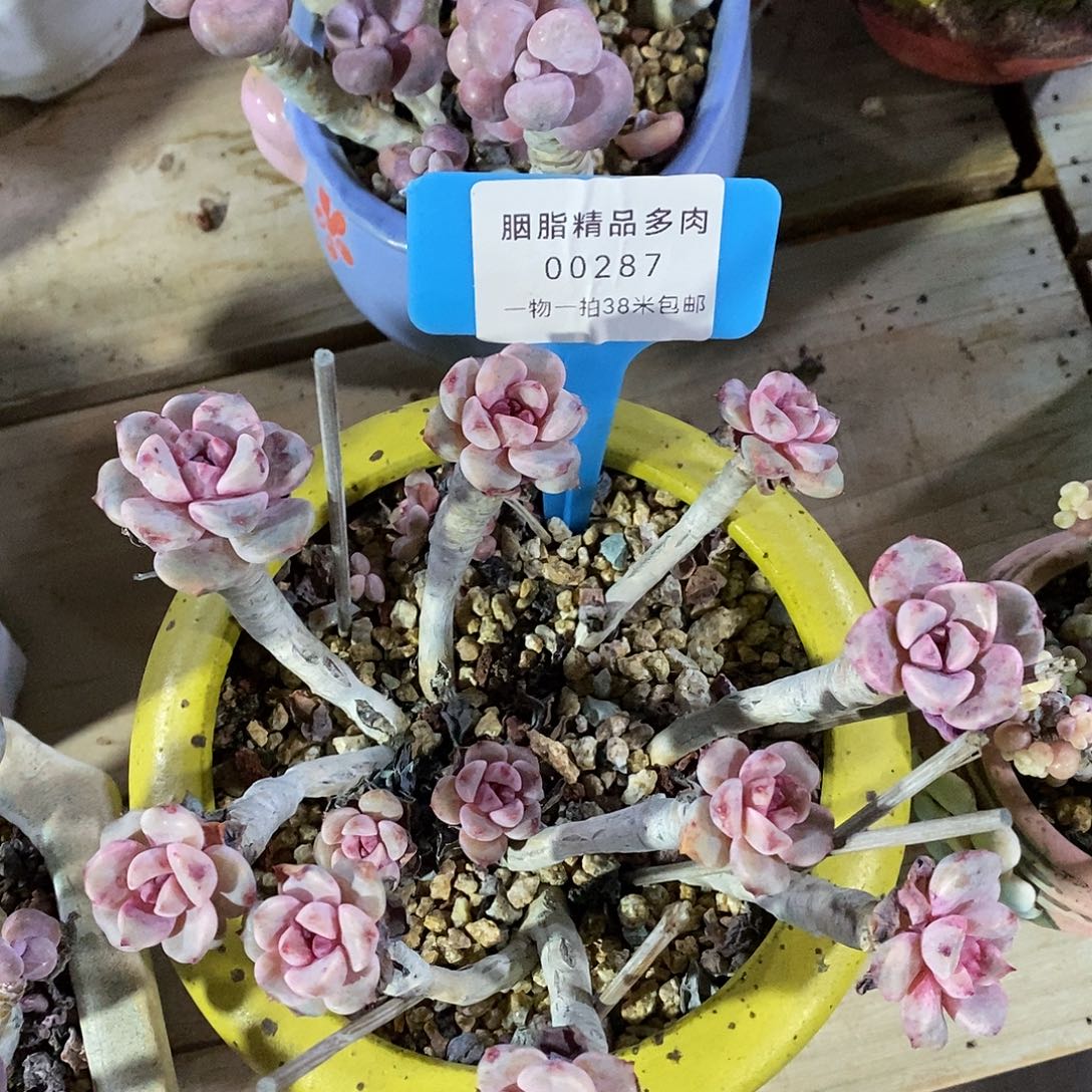 花***800287，咯图魔芋我哦哦