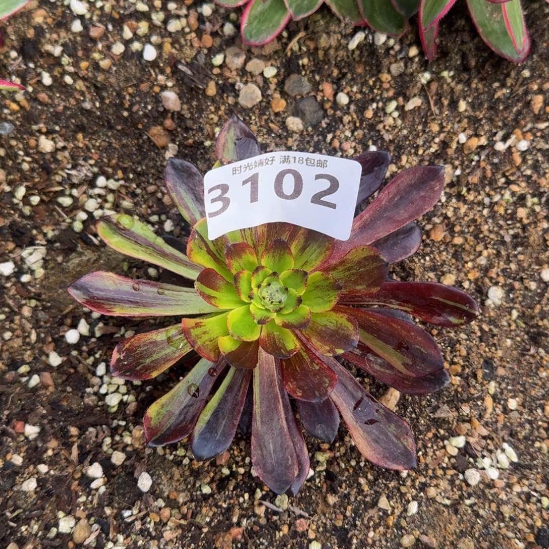 3102莫兰迪多肉植物