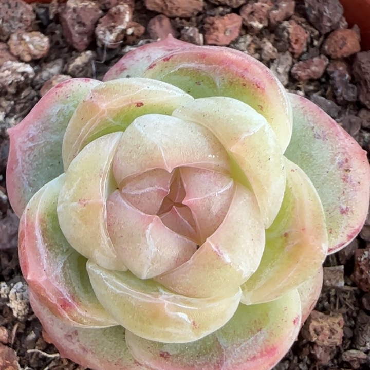 白冰透体多肉植物一颗