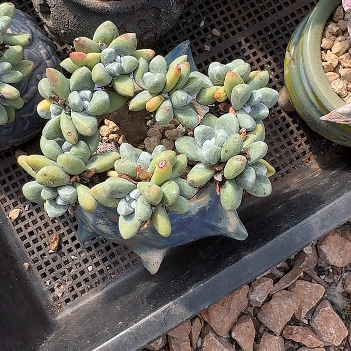 迪***巴丸叶拇指一物一拍