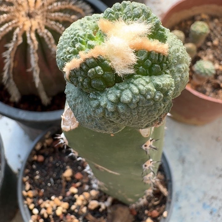 蛋优哥斯拉苗接仙人球