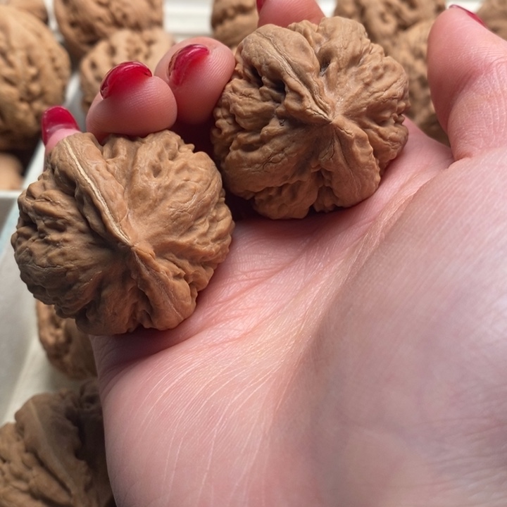 H***o霸王龙全品无修一刀没动