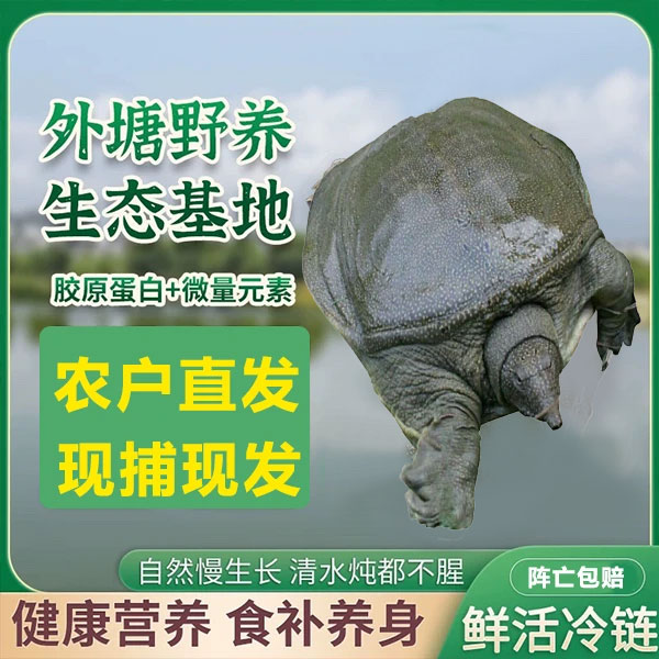 3只装 农户直发生态甲鱼外塘散养青背白底顺丰现货现发 公母随机a