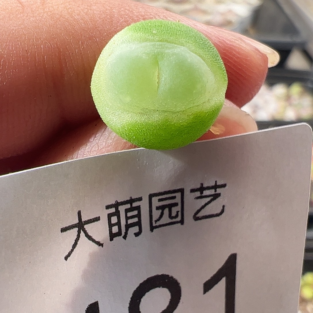 一物一拍。        481