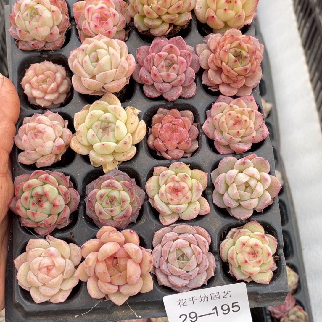 一物一拍20颗小苗29-195