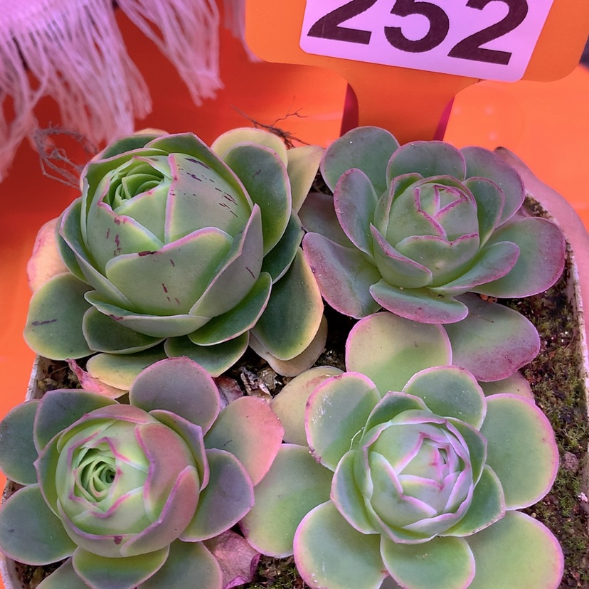 【闪购商品】yjj252福利