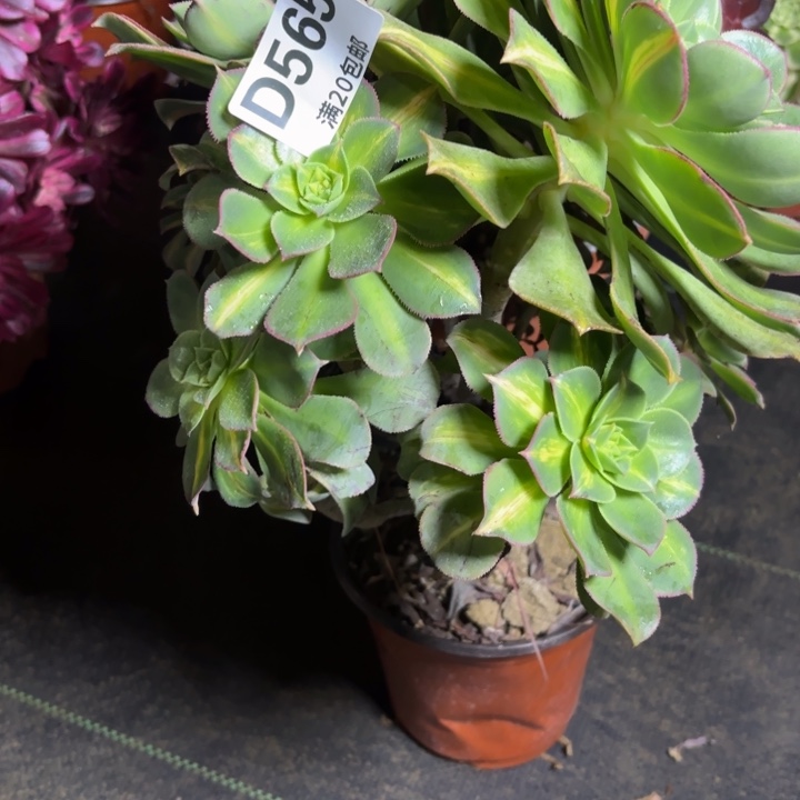 瑞妈一物一拍565