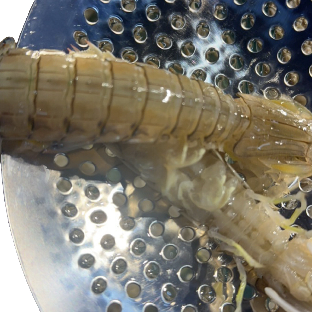 配送『小时达』虾爬子（保鲜不保活）