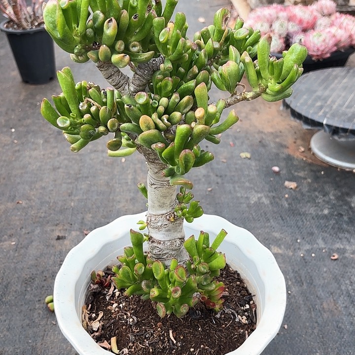 多肉植物，吸财树