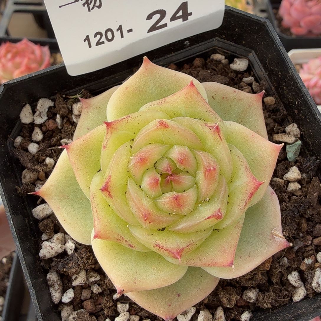 1201-24单颗多肉珍妮组合