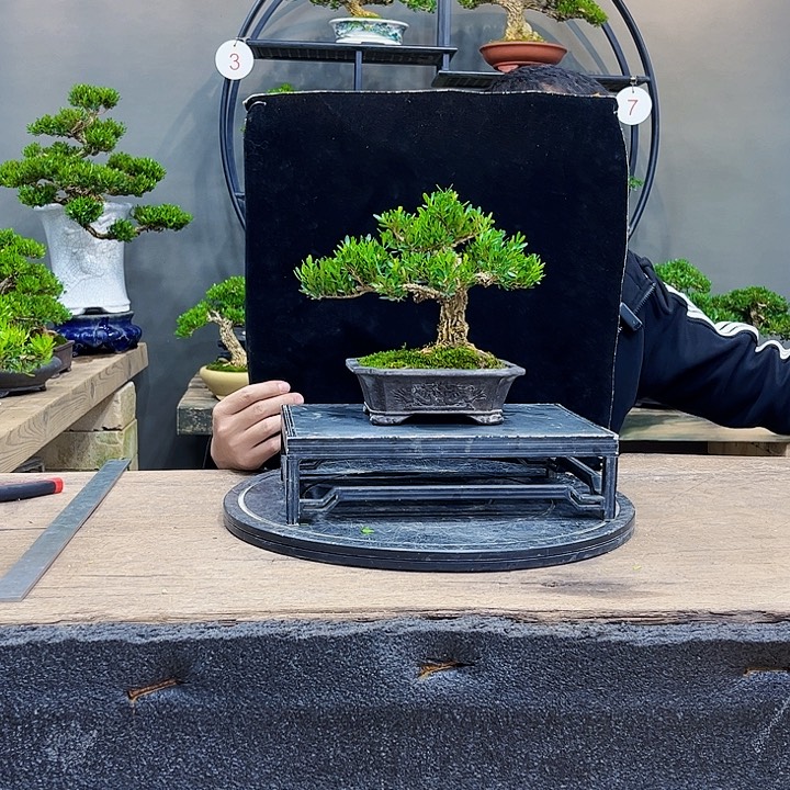 黄杨盆景黄杨盆景四季常青小品