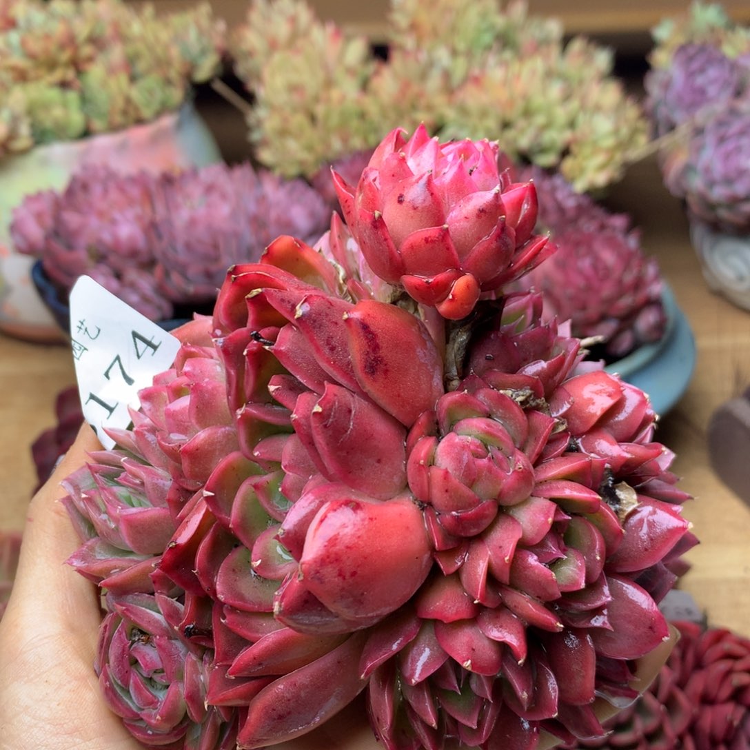 3174杂交精品基地12厘米