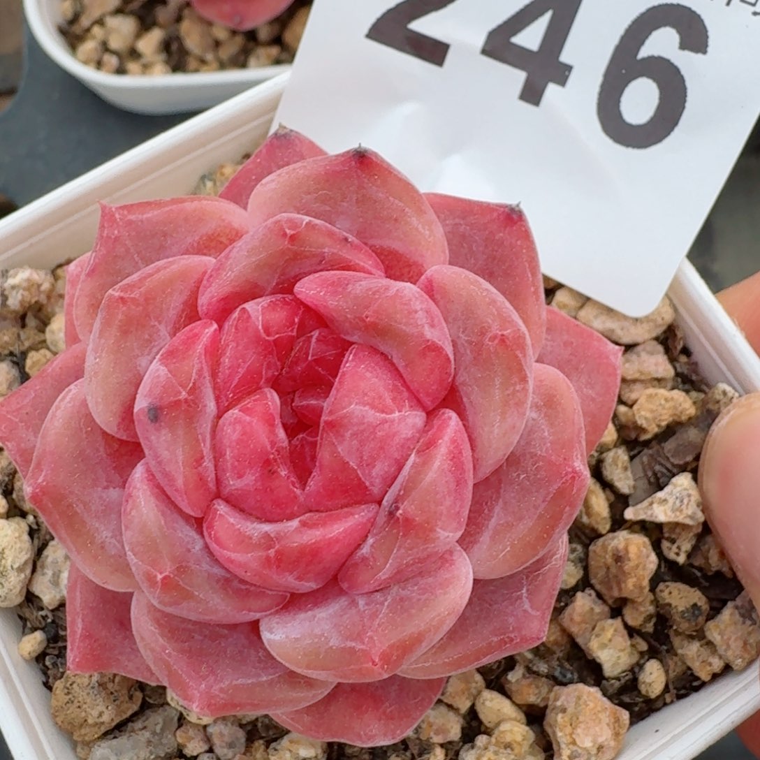 粉魄         精品多肉