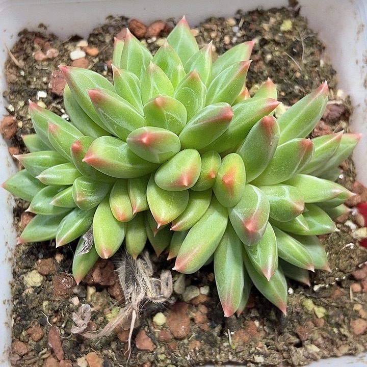 多肉植物甲骨文群2030