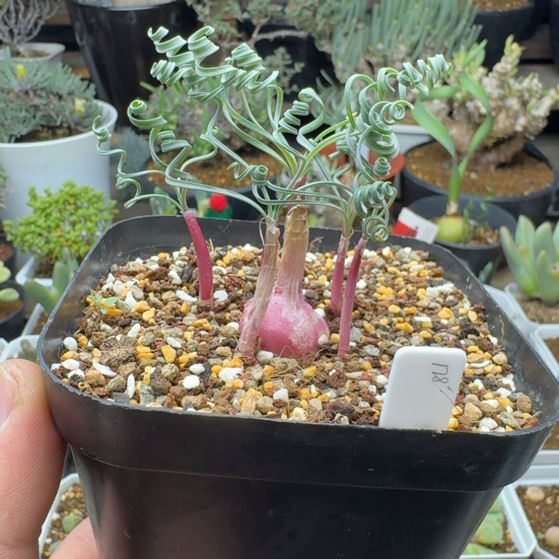 蚊香弹簧草多肉。