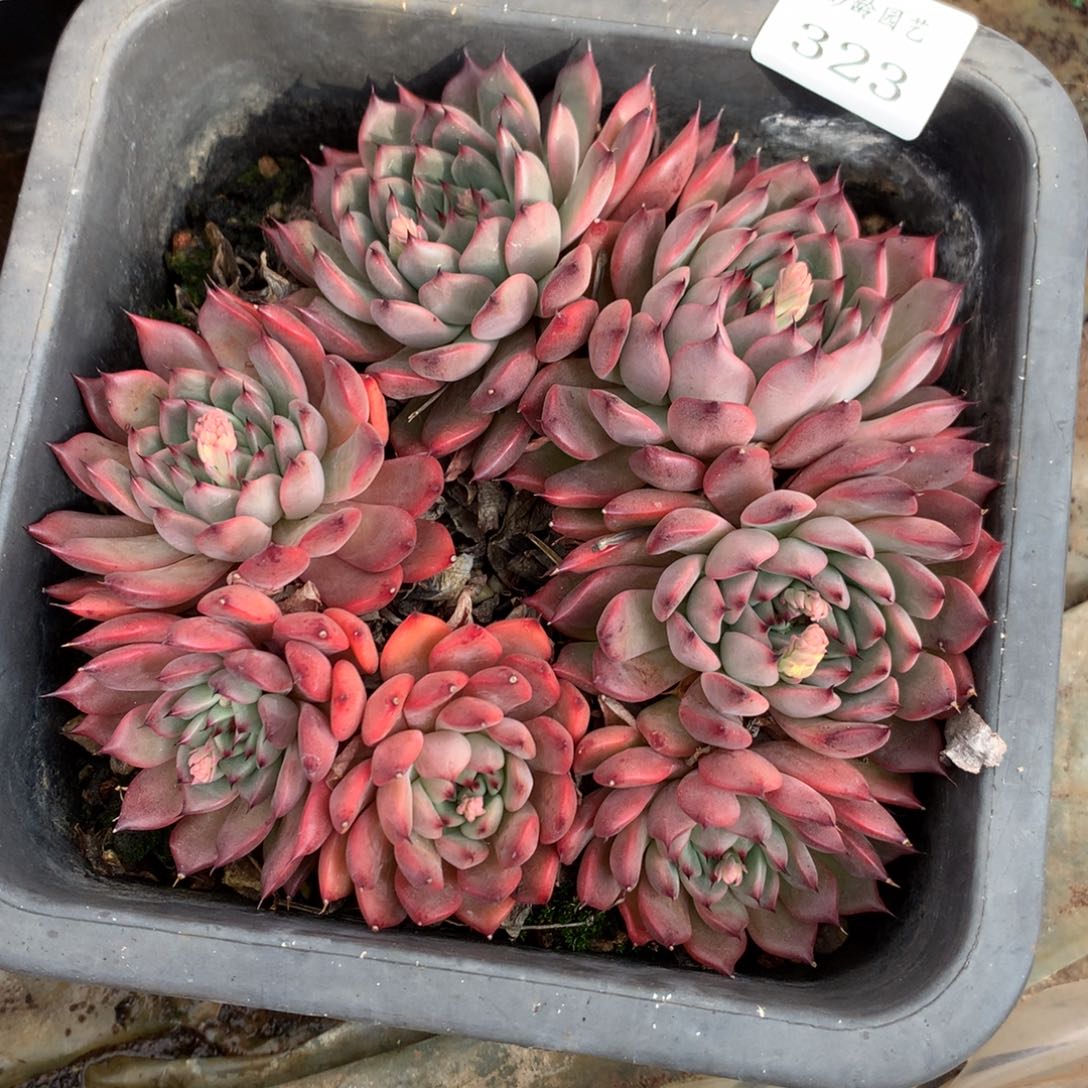 323不包掉头整散特价处理