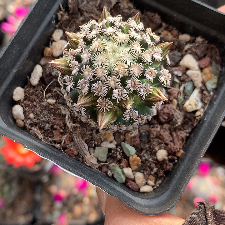 29 实生克氏丸3.4厘米