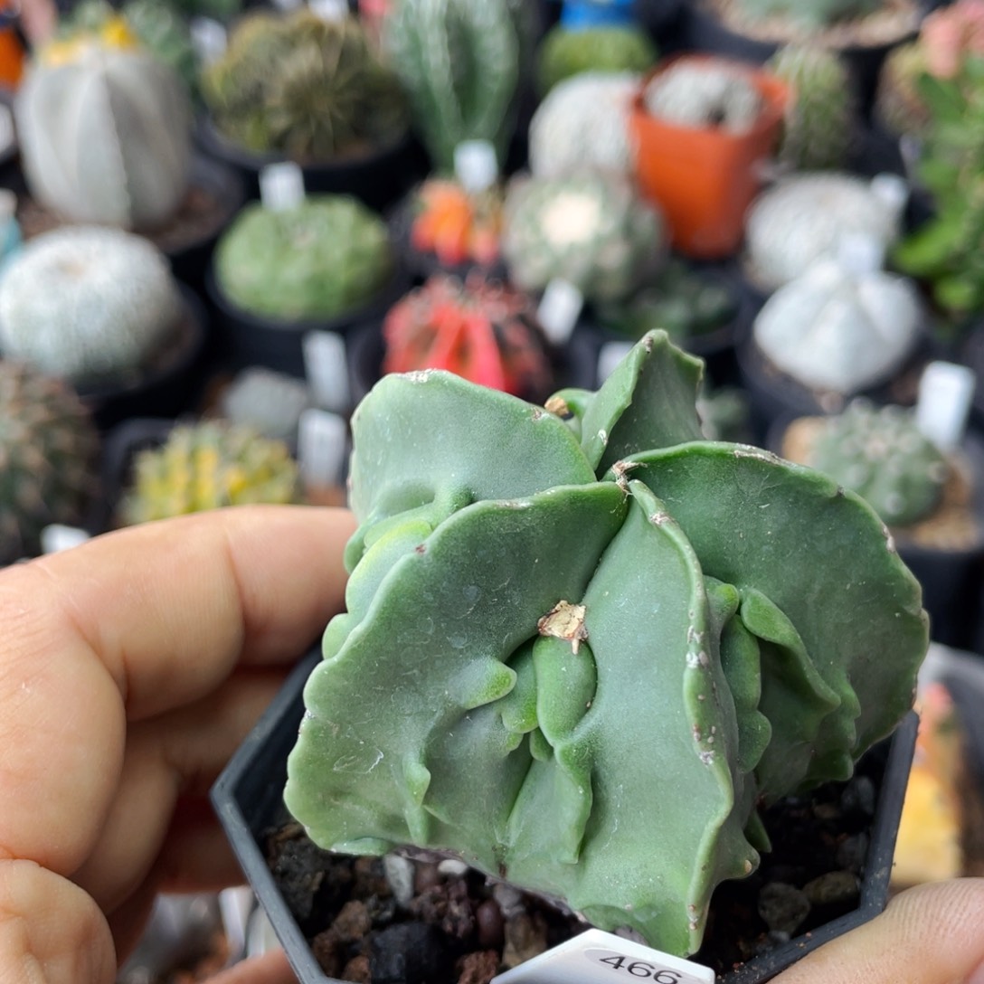 仙人球满28包邮盆口径5公分核桃瑕疵